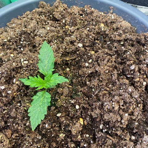 Auto Candy  growlog timeline photo