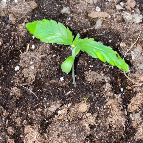 Auto Candy  growlog timeline photo