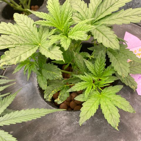 Studio 54 Stardust Auto growlog timeline photo