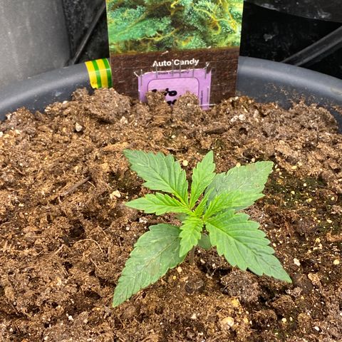 Auto Candy  growlog timeline photo