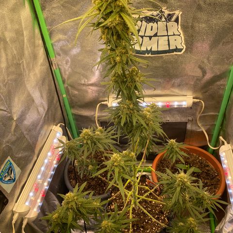 Super Boof growlog timeline photo