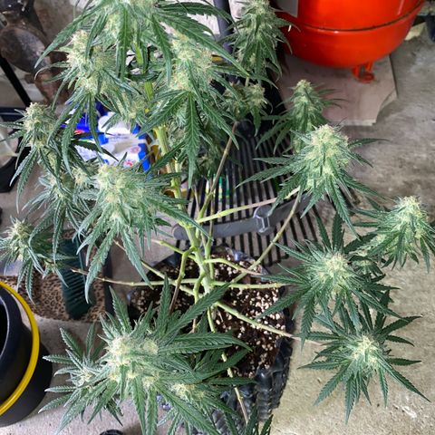 Super Boof growlog timeline photo