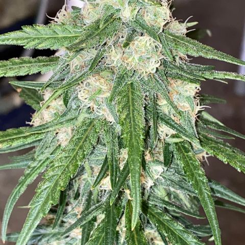 Super Boof growlog timeline photo