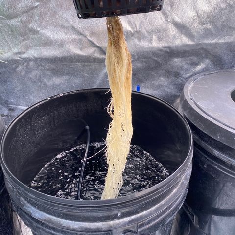 Studio 54 Stardust Auto growlog timeline photo