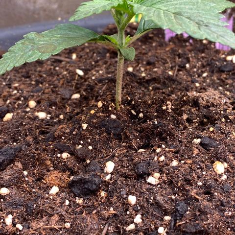 Auto Candy  growlog timeline photo
