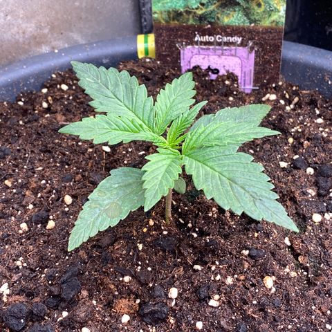 Auto Candy  growlog timeline photo