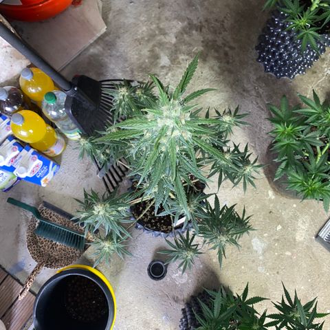 Super Boof growlog timeline photo