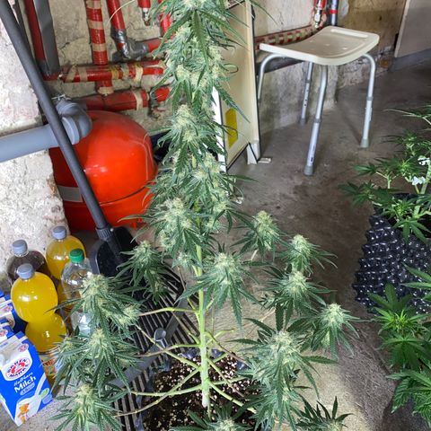 Super Boof growlog timeline photo