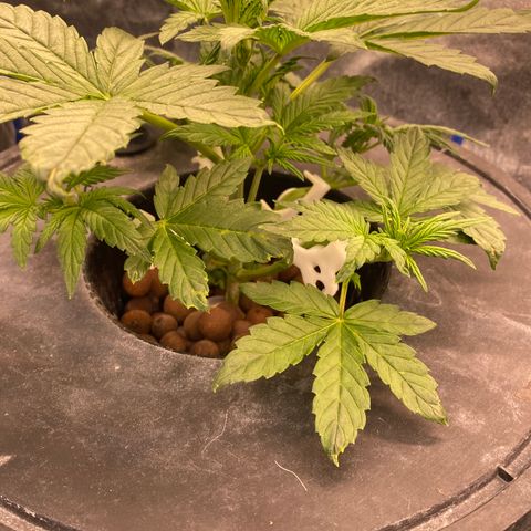 Studio 54 Stardust Auto growlog timeline photo