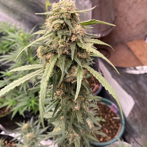 Super Boof growlog timeline photo