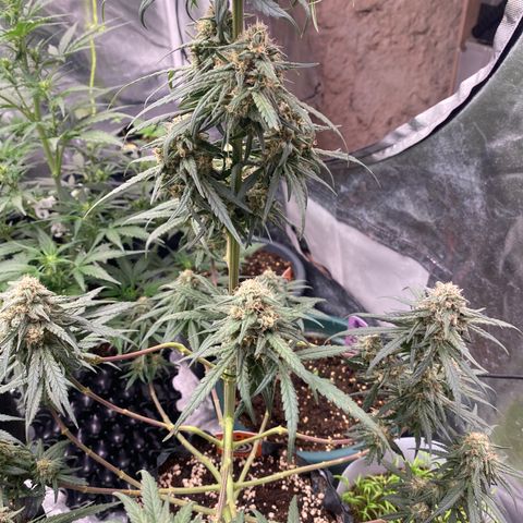 Super Boof growlog timeline photo