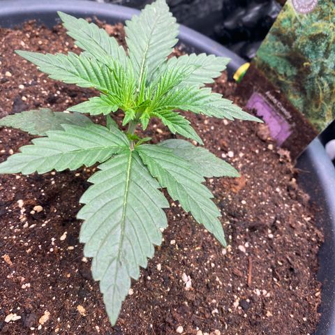 Auto Candy  growlog timeline photo