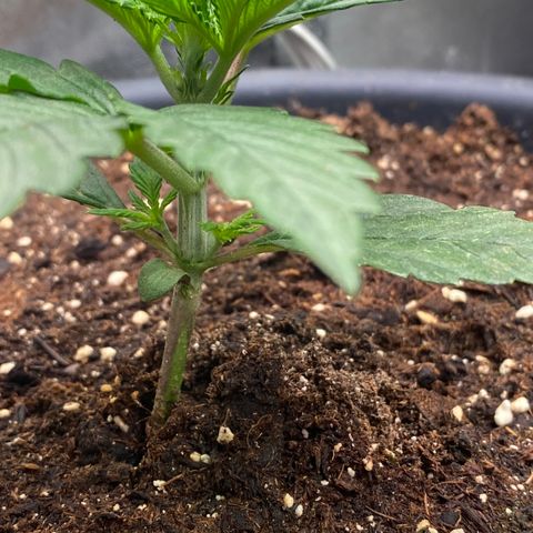 Auto Candy  growlog timeline photo