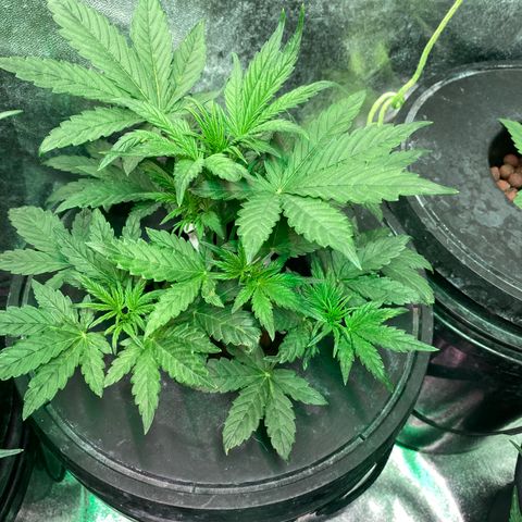 Studio 54 Stardust Auto growlog timeline photo