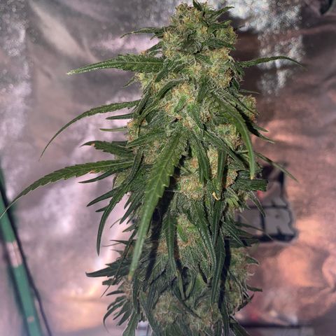 Super Boof growlog timeline photo