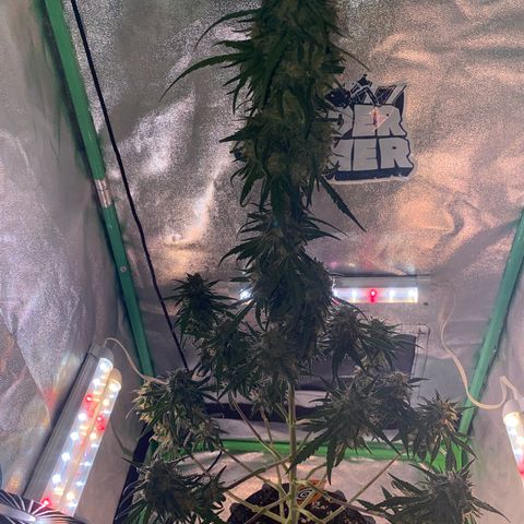 Super Boof growlog timeline photo