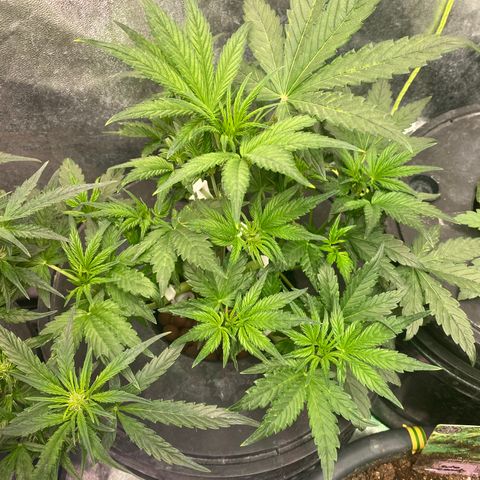 Studio 54 Stardust Auto growlog timeline photo