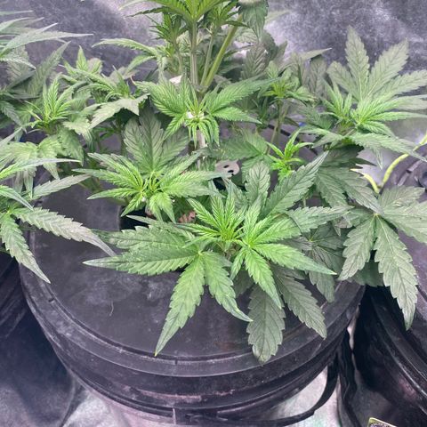 Studio 54 Stardust Auto growlog timeline photo