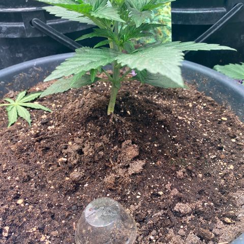Auto Candy  growlog timeline photo