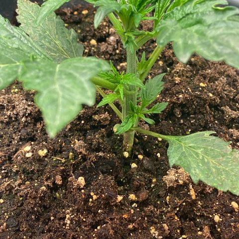 Auto Candy  growlog timeline photo