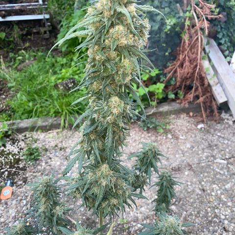 Super Boof growlog timeline photo