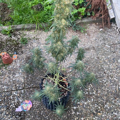 Super Boof growlog timeline photo