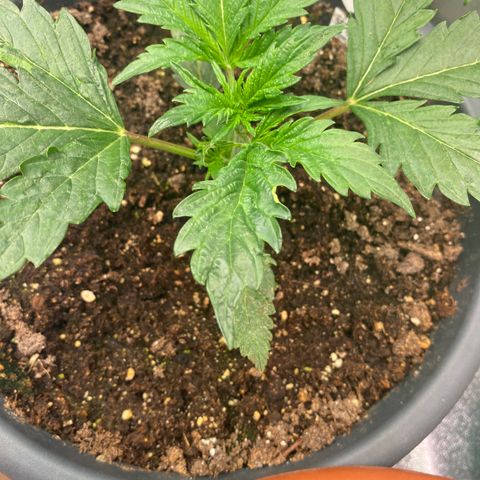 Auto Candy  growlog timeline photo