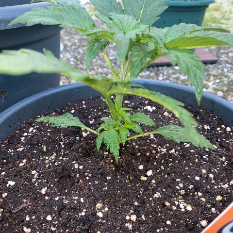 Auto Candy  growlog timeline photo