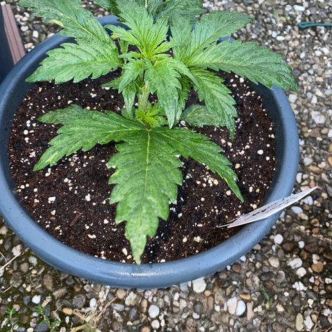 Auto Candy  growlog timeline photo