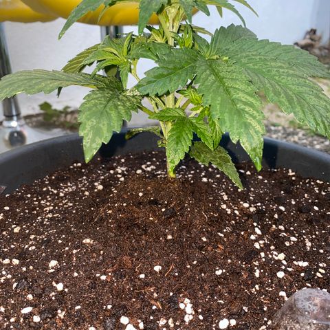 Auto Candy  growlog timeline photo