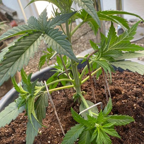 Auto Candy  growlog timeline photo