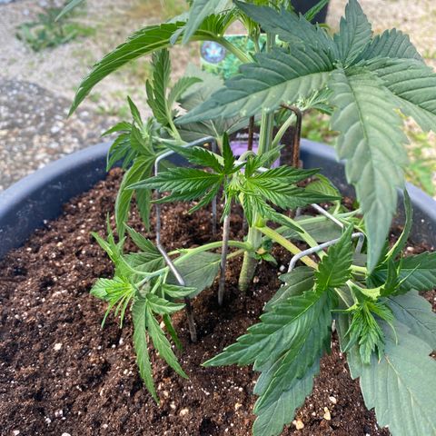 Auto Candy  growlog timeline photo