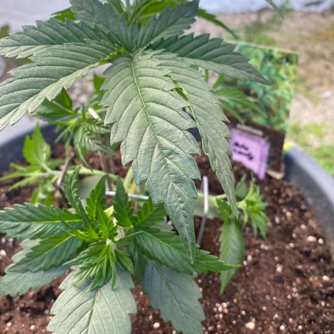 Auto Candy  growlog timeline photo