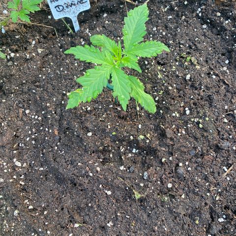 Auto Candy  growlog timeline photo
