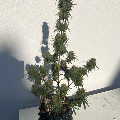 Super Boof growlog timeline photo