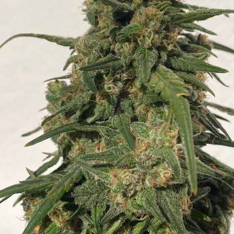 Super Boof growlog timeline photo