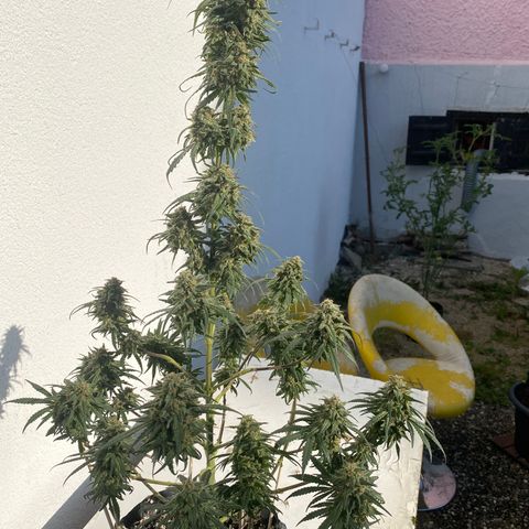 Super Boof growlog timeline photo