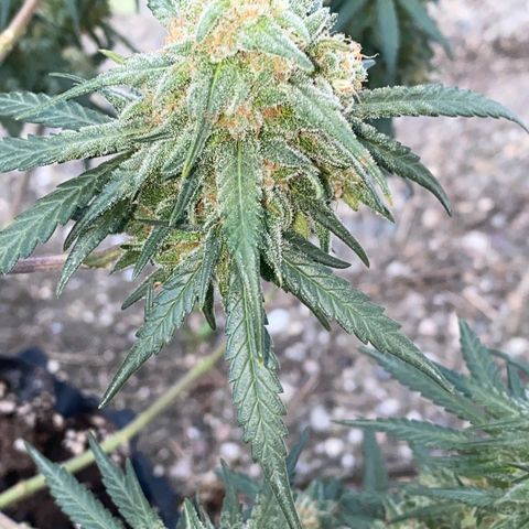 Super Boof growlog timeline photo