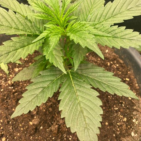 Auto Candy  growlog timeline photo