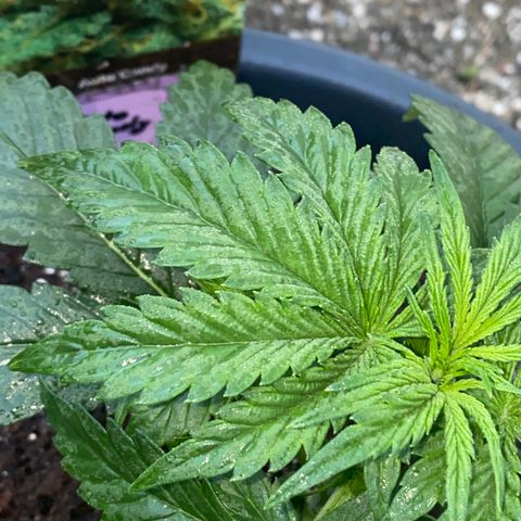 Auto Candy  growlog timeline photo