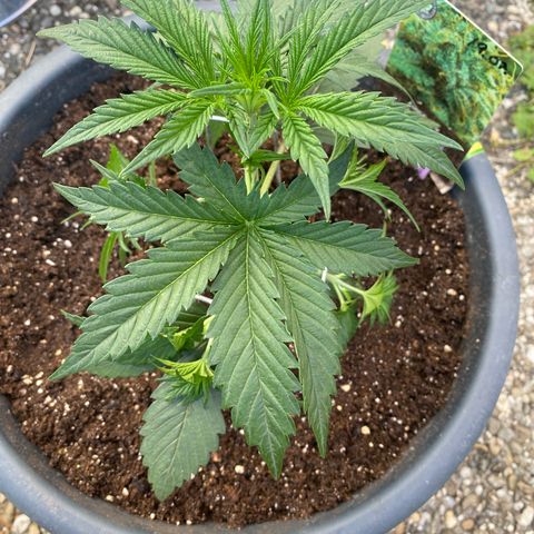 Auto Candy  growlog timeline photo