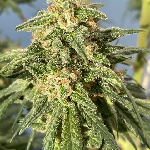 Super Boof growlog timeline photo