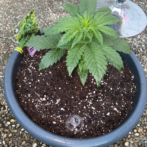 Auto Candy  growlog timeline photo