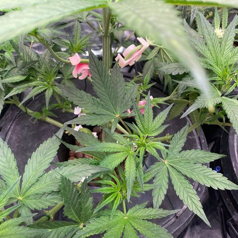 Studio 54 Stardust Auto growlog timeline photo