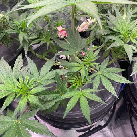 Studio 54 Stardust Auto growlog timeline photo