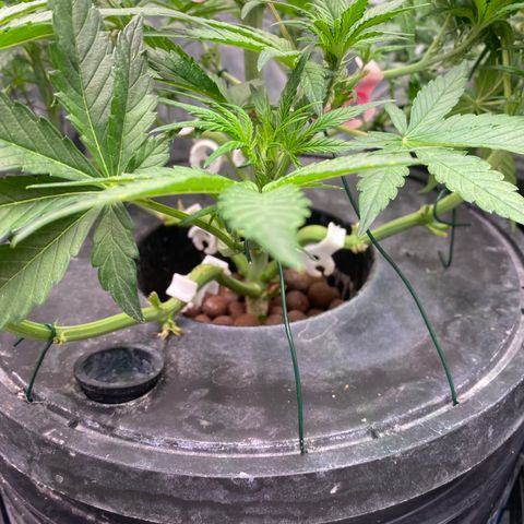 Studio 54 Stardust Auto growlog timeline photo