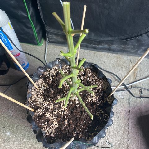 Super Boof growlog timeline photo