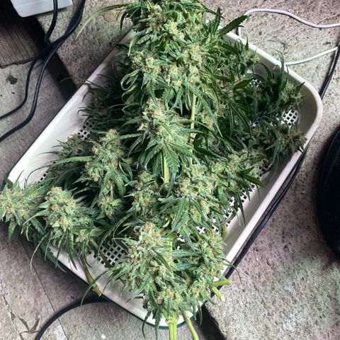 Super Boof growlog timeline photo