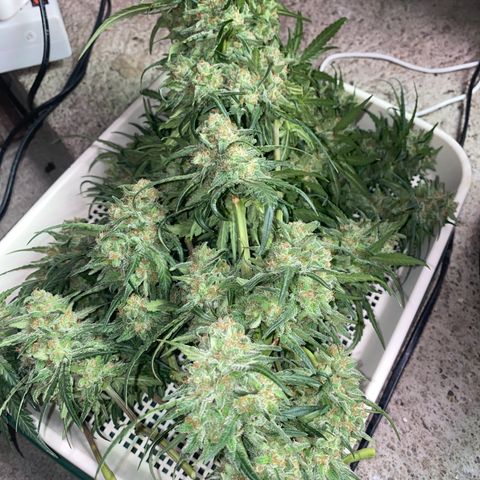 Super Boof growlog timeline photo