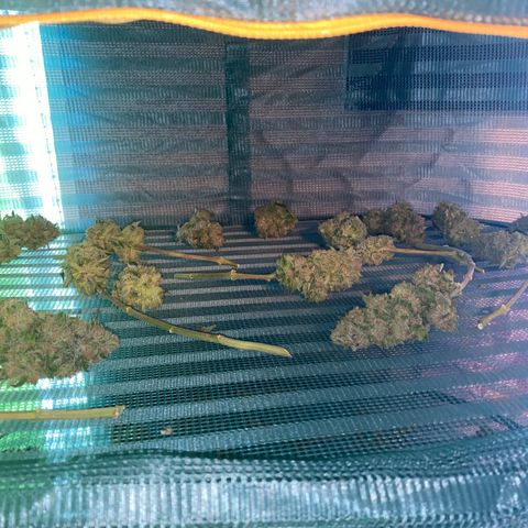 Super Boof growlog timeline photo